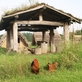 Keltský skanzen Nasavrky – Země Keltů